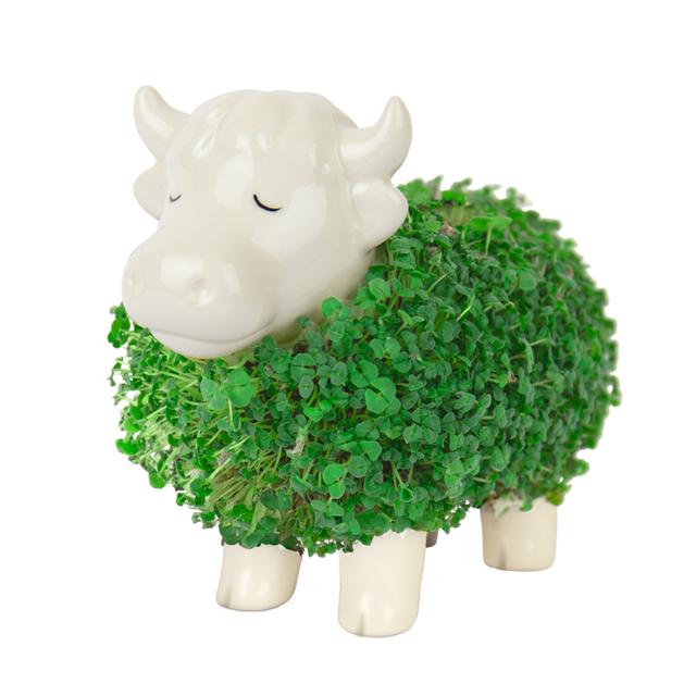 Gift Republic Plantenpot met chiazaden - Highland Cow