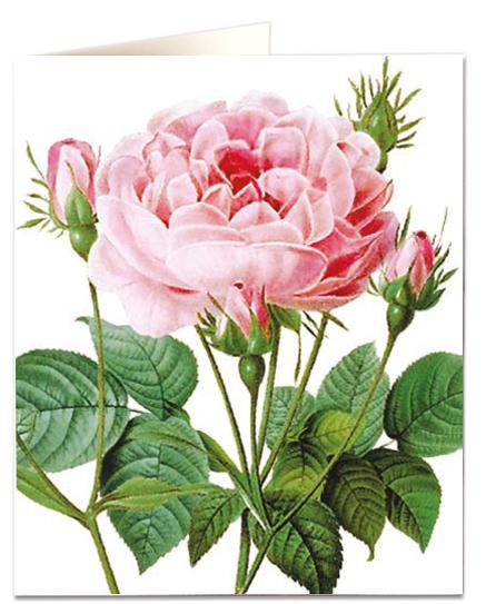 Archivist Cards Wenskaart - Rosa Gallicia