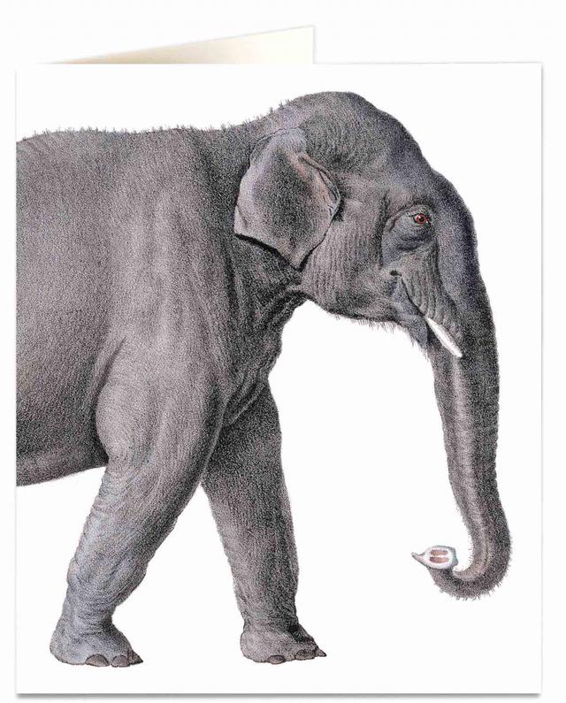 Archivist Cards Wenskaart - Elephant