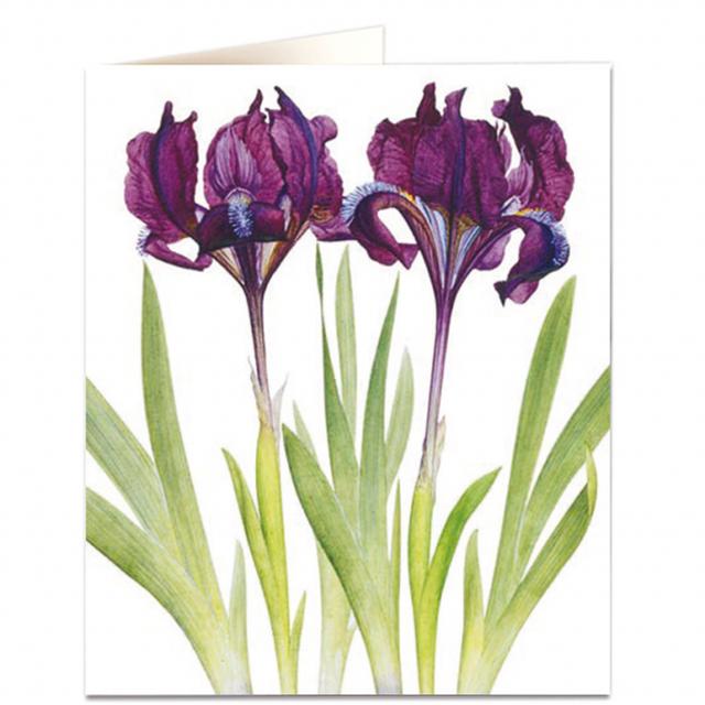 Archivist Cards Wenskaart - Iris