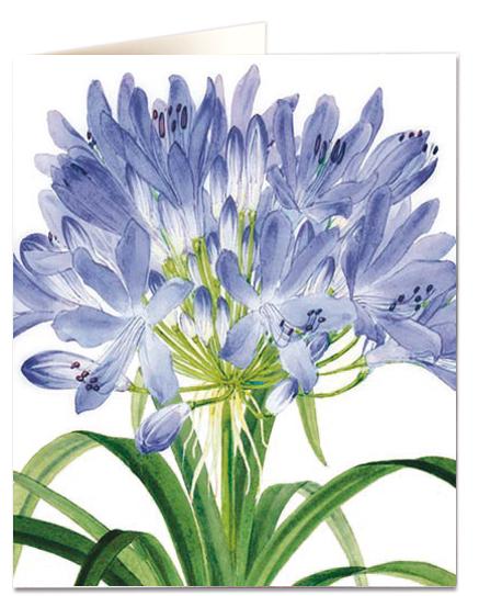 Archivist Cards Wenskaart - Agapanthus