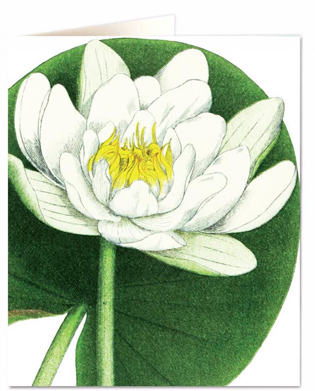 Archivist Cards Card - White Waterlily