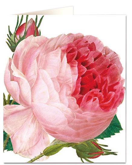 Archivist Cards Wenskaart - Pink Rose