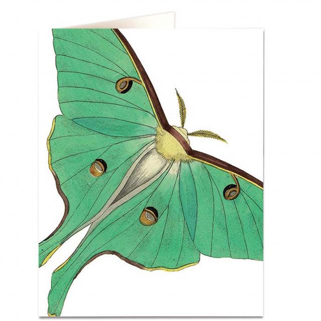 Archivist Cards Wenskaart - Luna Moth