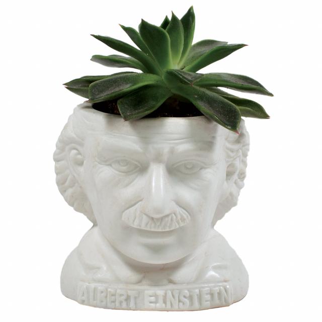 UPG Planter - Albert Einstein