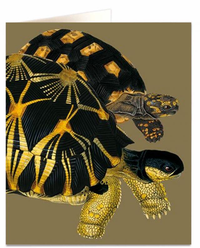 Archivist Cards Card - Tortoise