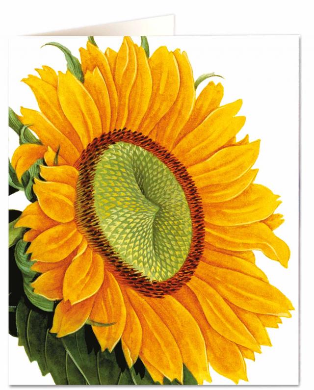 Archivist Cards Wenskaart - Sunflowers