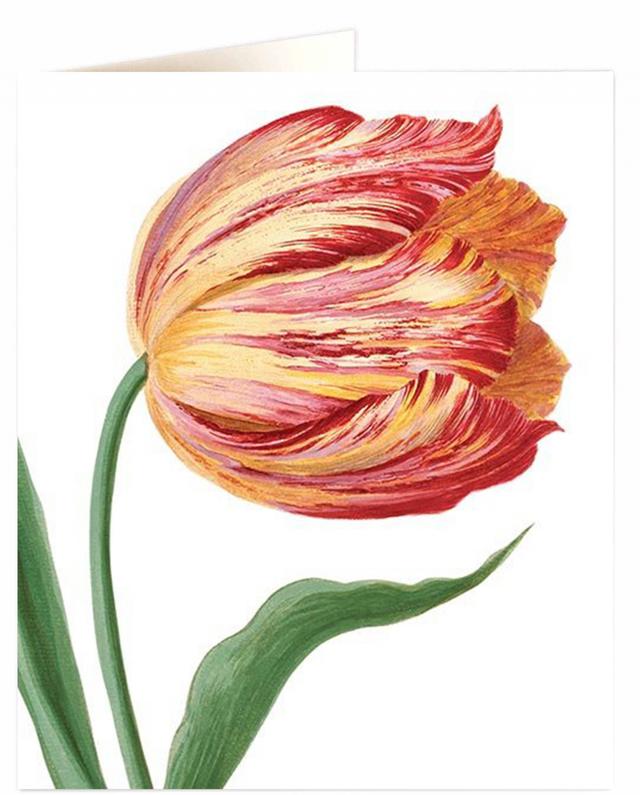Archivist Cards Wenskaart - Single Tulip