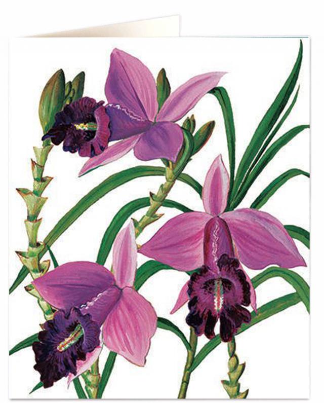 Archivist Cards Wenskaart - Pink Orchid