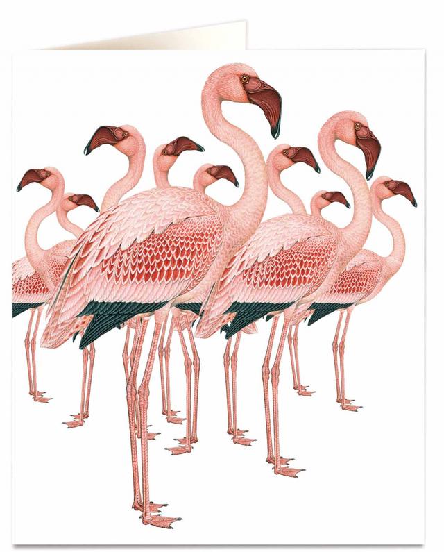 Archivist Cards Wenskaart - Flamingos